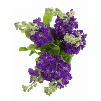 MATTHIOLA CENTUM DEEP BLUE