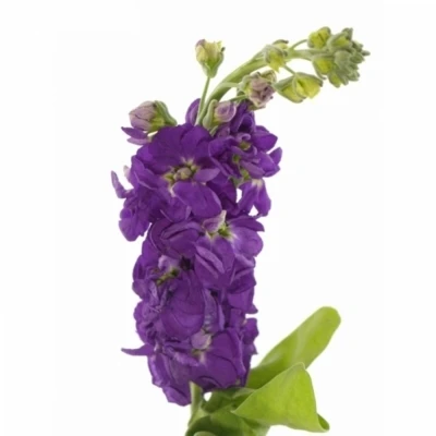 MATTHIOLA CENTUM DEEP BLUE 50cm