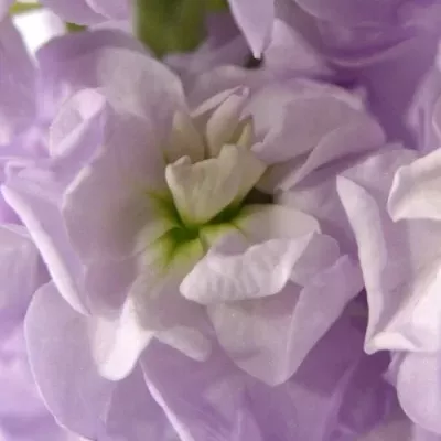 MATTHIOLA CENTUM LAVENDER