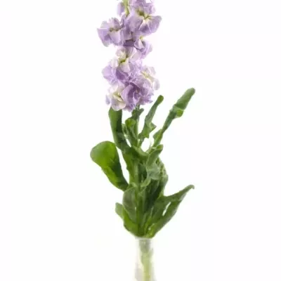 MATTHIOLA CENTUM LAVENDER