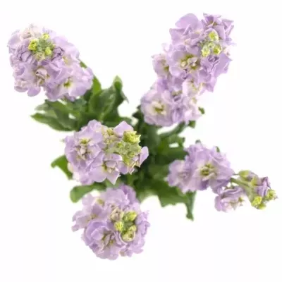 MATTHIOLA CENTUM LAVENDER