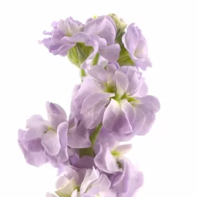 MATTHIOLA CENTUM LAVENDER