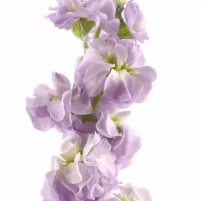 MATTHIOLA CENTUM LAVENDER