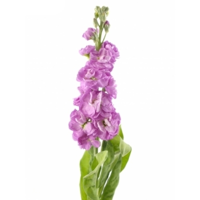 Matthiola CENTUM PINK