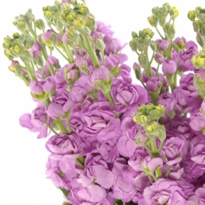 Matthiola CENTUM PINK