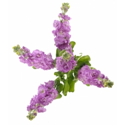 Matthiola CENTUM PINK