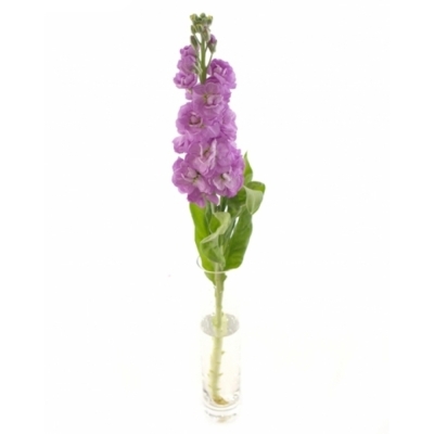 Matthiola CENTUM PINK