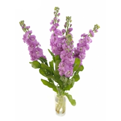 Matthiola CENTUM PINK