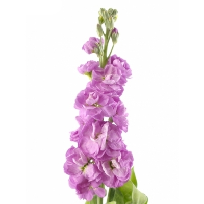 Matthiola CENTUM PINK