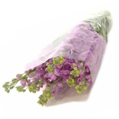 Matthiola CENTUM PINK