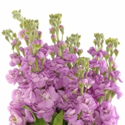 Matthiola CENTUM PINK