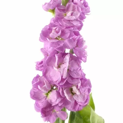 Fiala INCANA CENTUM PINK 55 cm