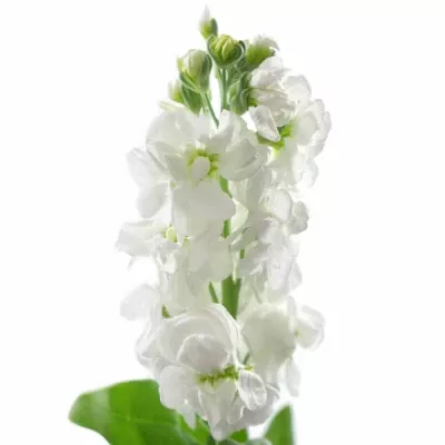 Matiola CENTUM WHITE 55cm