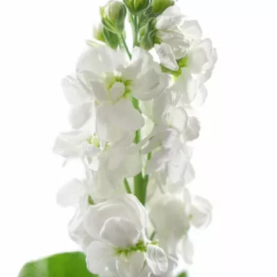 MATTHIOLA CENTUM WHITE