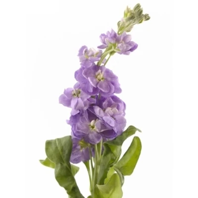 MATTHIOLA FIGARO LAVENDER