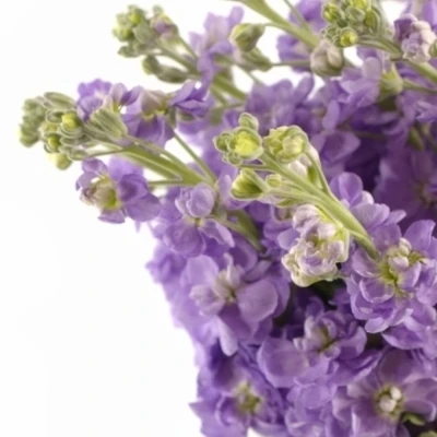MATTHIOLA FIGARO LAVENDER