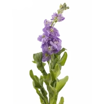 MATTHIOLA FIGARO LAVENDER