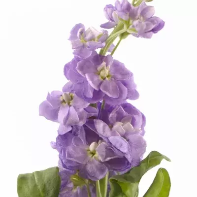 MATTHIOLA FIGARO LAVENDER