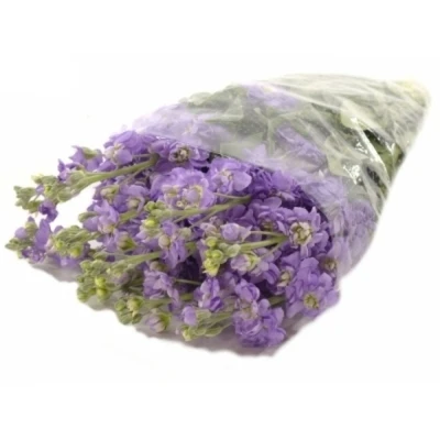 MATTHIOLA FIGARO LAVENDER