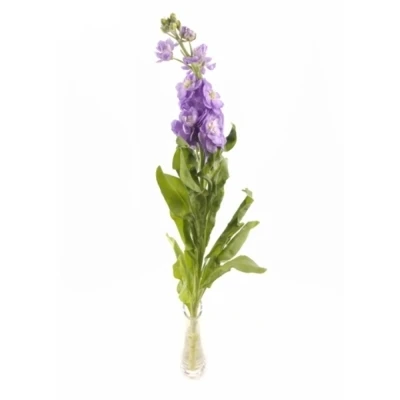 MATTHIOLA FIGARO LAVENDER