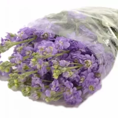 Matthioli FIGARO LAVENDER