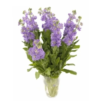 MATTHIOLA FIGARO LAVENDER