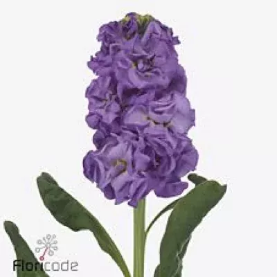 Fiala IRON BLUE 50cm