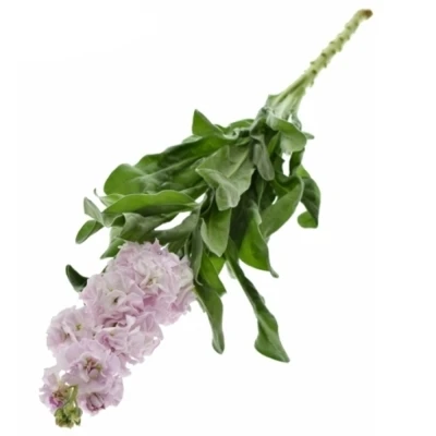 Matthiola IRON CHERRY BLOSSOM