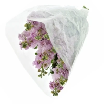 Matthiola IRON CHERRY BLOSSOM
