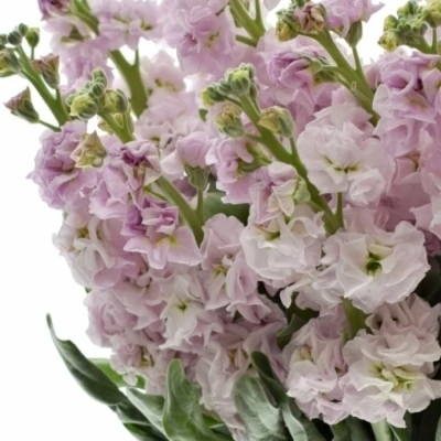 Matthiola IRON CHERRY BLOSSOM