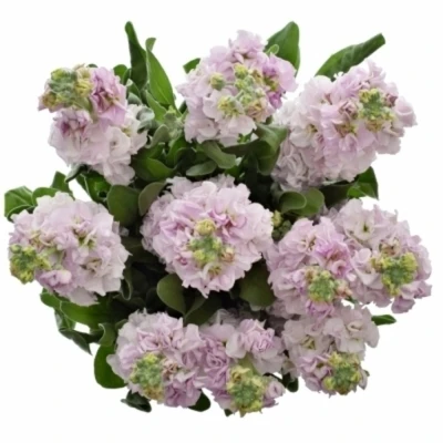 Matthiola IRON CHERRY BLOSSOM