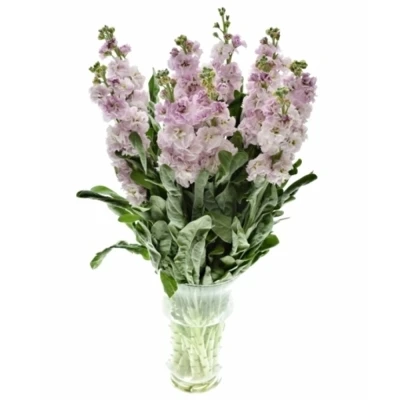 Matthiola IRON CHERRY BLOSSOM