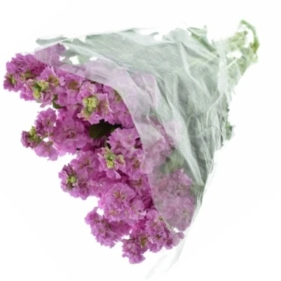 MATTHIOLA IRON PINK