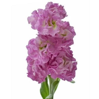 Matthiola IRON PINK 50cm