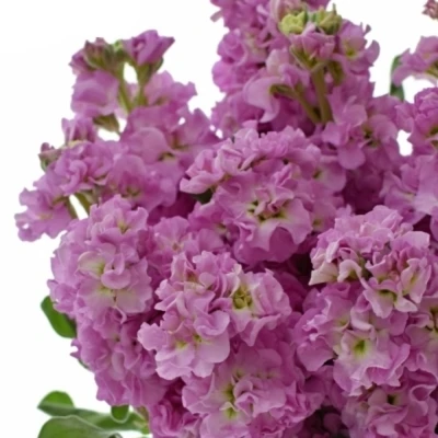 MATTHIOLA IRON PINK