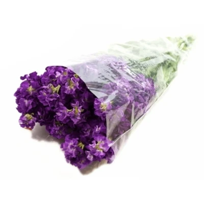 Matthiola IRON PURPLE