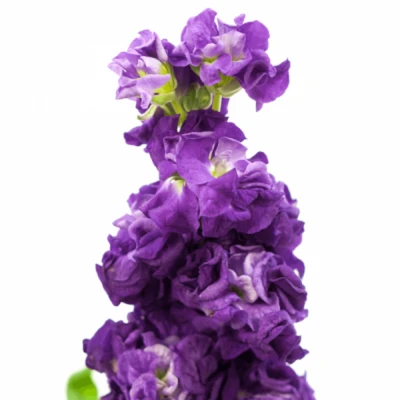 Matthiola IRON PURPLE