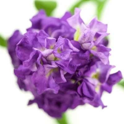 Matthiola IRON PURPLE