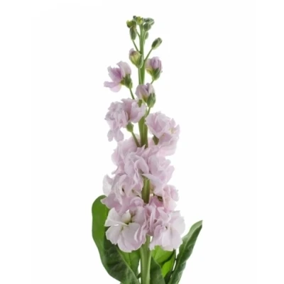 Fiala INCANA IRON ROSE 60 cm