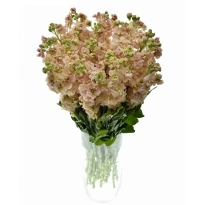 Matthiola MILLA SALMON