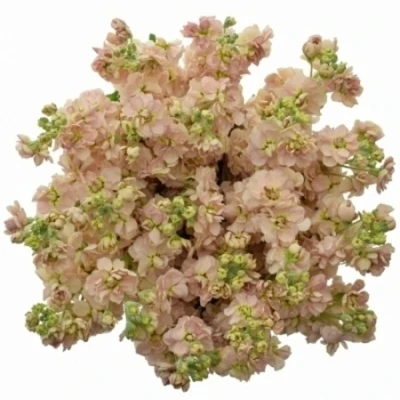 Matthiola MILLA SALMON