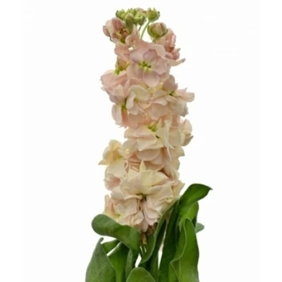 Fiala INCANA MILLA SALMON 60 cm