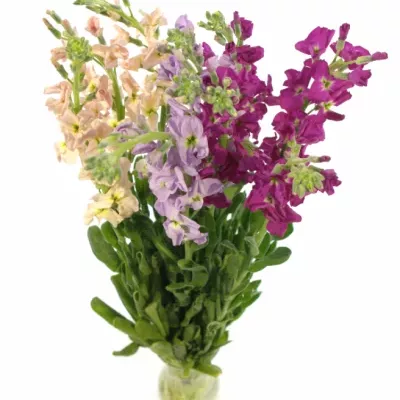 MATTHIOLA MIX