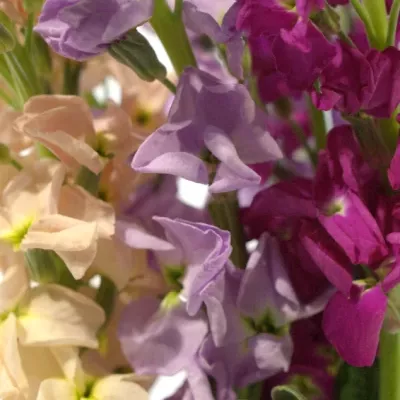 MATTHIOLA MIX