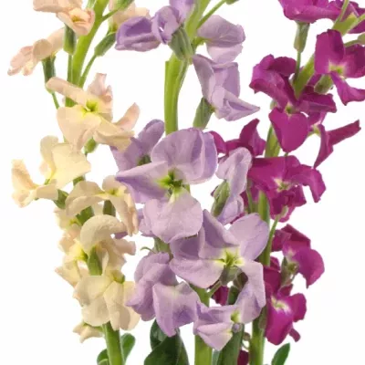 MATTHIOLA MIX