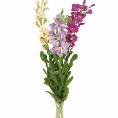 MATTHIOLA MIX