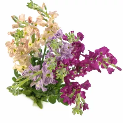 MATTHIOLA MIX