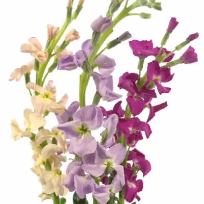 MATTHIOLA MIX