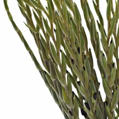 mečík FAT BOY 120cm/60cm