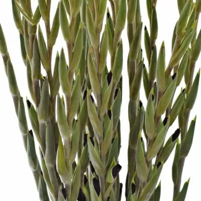 mečík FAT BOY 120cm/60cm